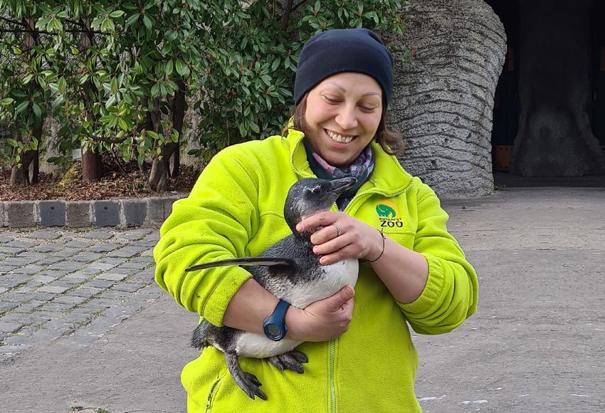 A Fővárosi Állatkert egyik gondozója egy pingvinnel