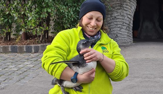 A Fővárosi Állatkert egyik gondozója egy pingvinnel