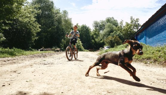 kutya bicikliző fiú előtt fut
