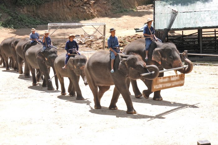 Egy olyan park, ahol az elefántokat kínzással tanítják mutatványok elvégzésére.