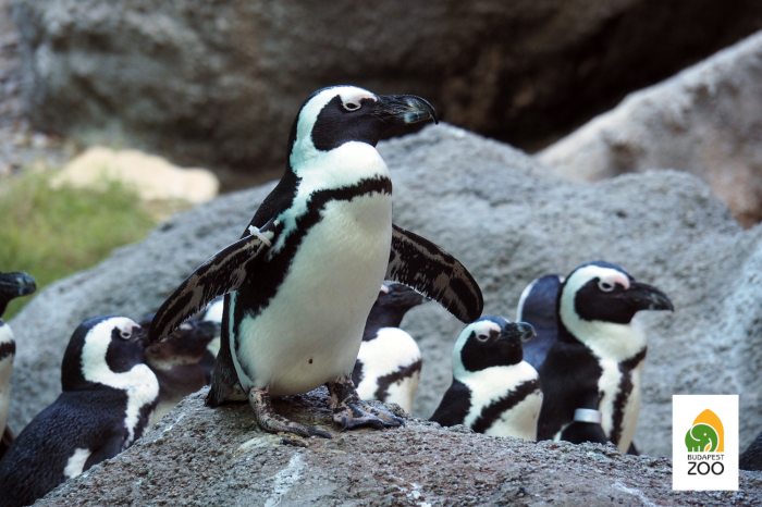 pápaszemes pingvin 