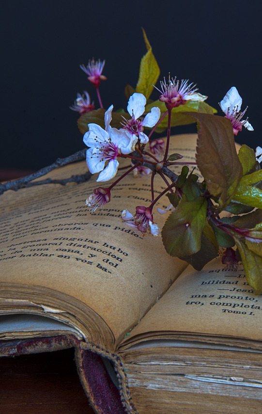 Virág egy régi, kinyitott könyvön