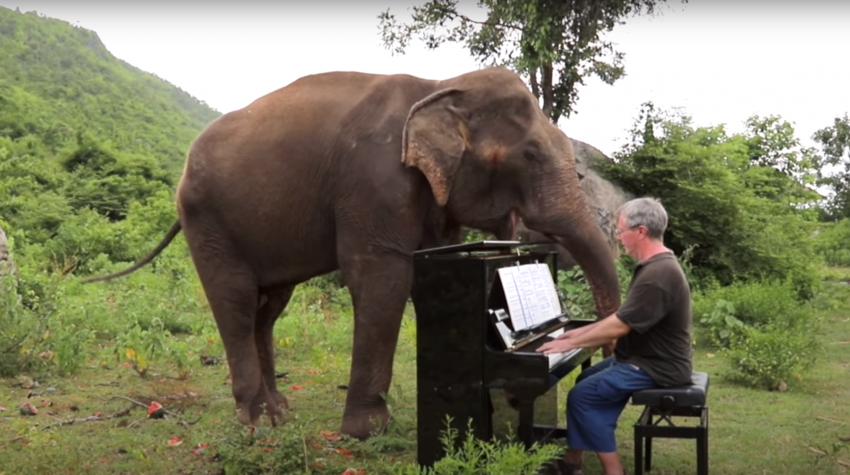 elefántnak zongorázik