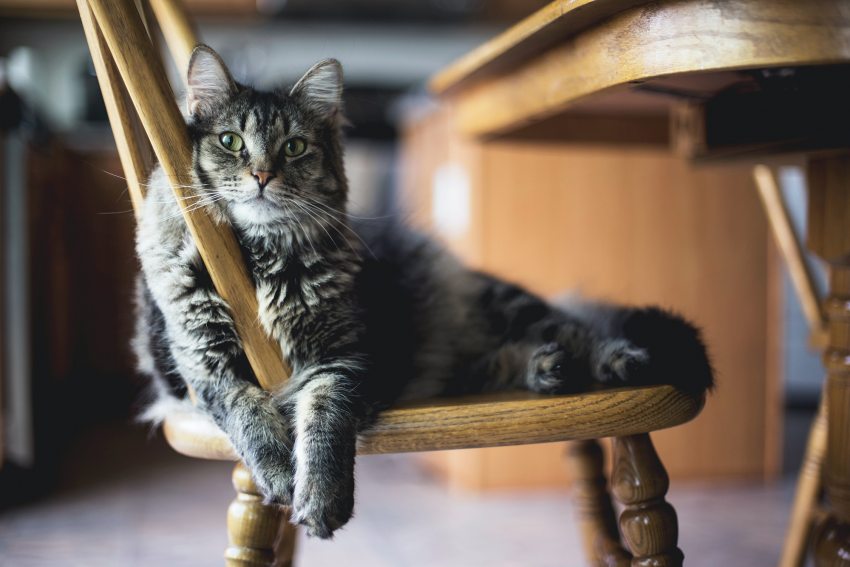 Egy macska egy széken