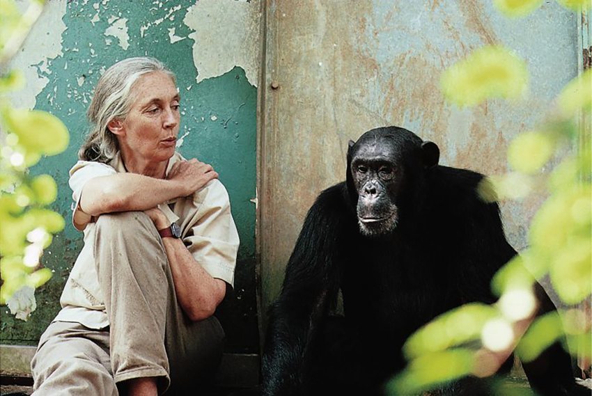 Jane Goodall és egy csimpánz