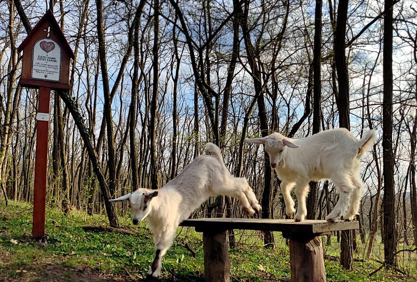 Two goatlings jumping over a bench on the Marriage Path in Óbudavár