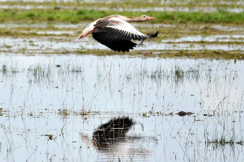 a greylag goose in the Fartő-Hanság National Park