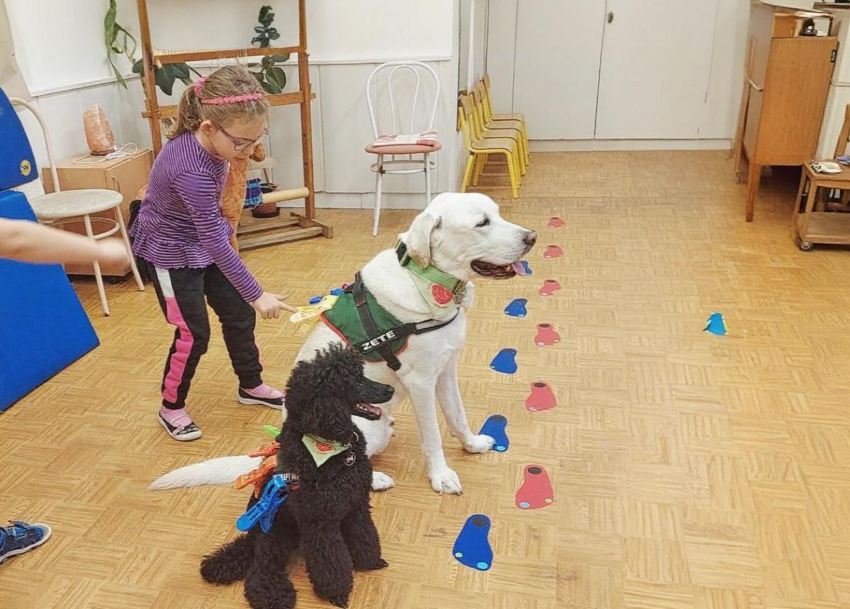 két terápiás kutya