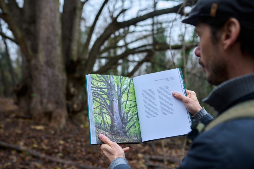 Kállai Márton a török mogyoró fánál