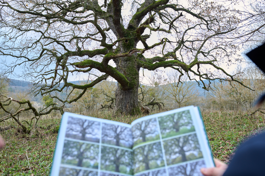 Matuzsálemek – Barangolás Magyarország nagy fái között könyv