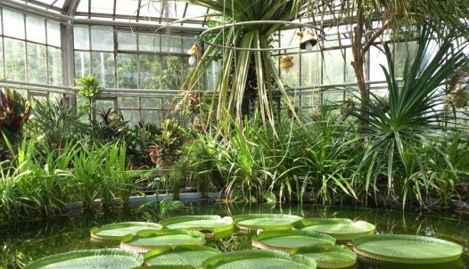 Victoria Regia water lily in the greenhouse of the Botanical Garden of Kolozsvár (Cluj-Napoca)