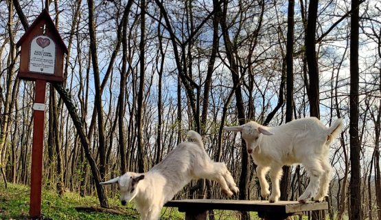 Two goatlings jumping over a bench on the Marriage Path in Óbudavár