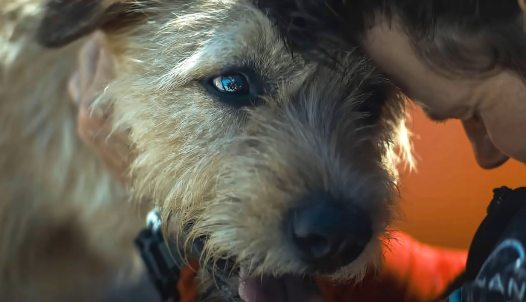 egy kutyás film, az Artúr, a király képkockája