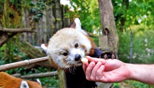 Vörös panda etetése a Fővárosi Állatkertben