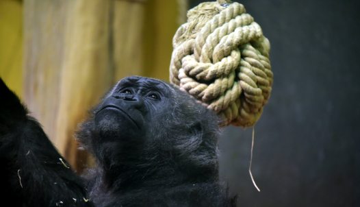 gorilla