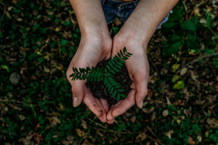 Ki eszi meg a fát, és mi lesz a mikroműanyagokkal? – Újrahasznosítás az erdőben