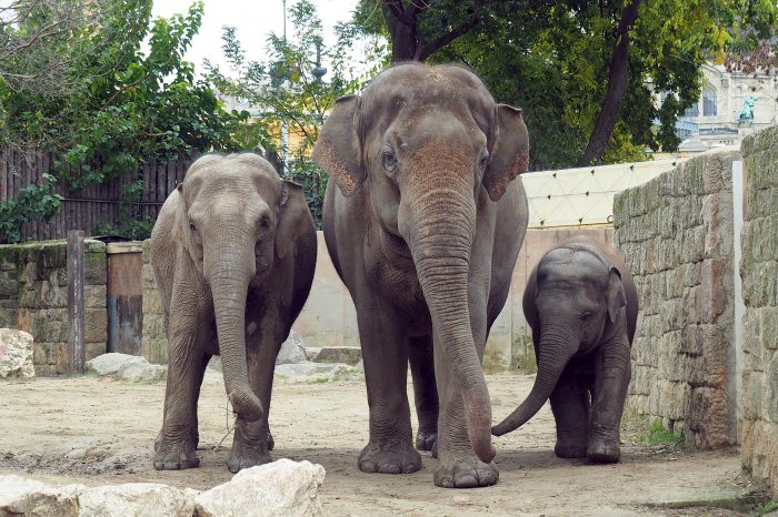 Samu, a kiselefánt és a szülei