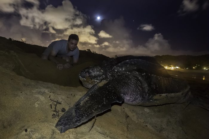 László Kupi and a giant turtle