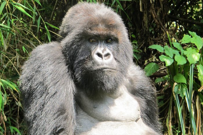 ezüsthátú hegyi gorilla 