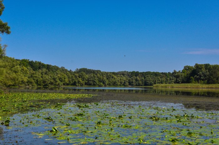 The forest of Gemenc