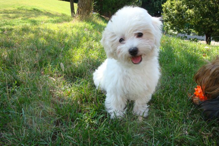 Bichon havanese