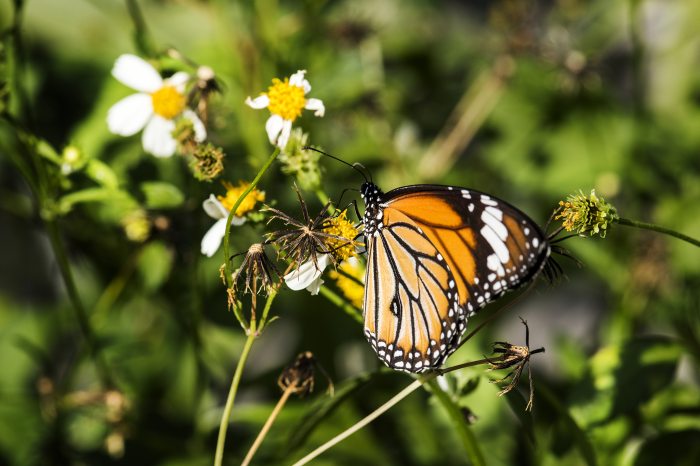 Monarcha butterfly