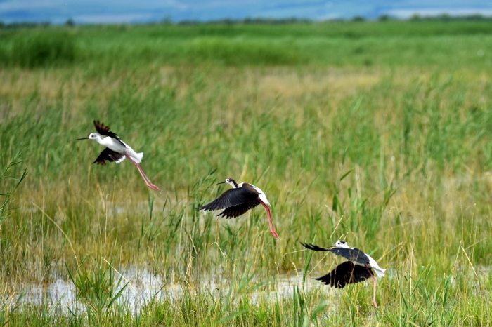 Black-winged stilts flying in the Fertő-Hanság National Park