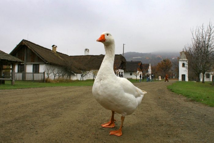 skanzen Szentendre őszi programok