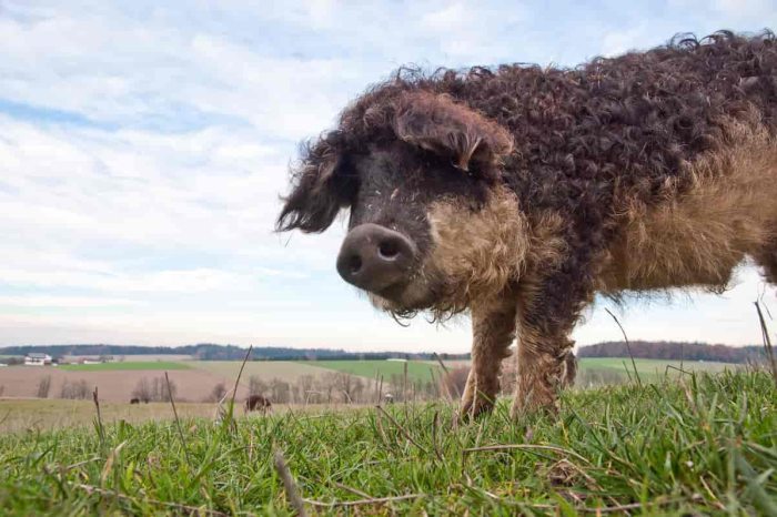mangalica