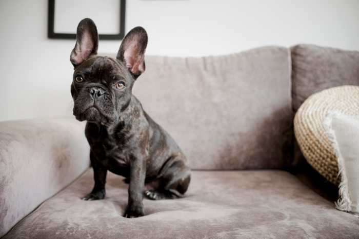 francia bulldog