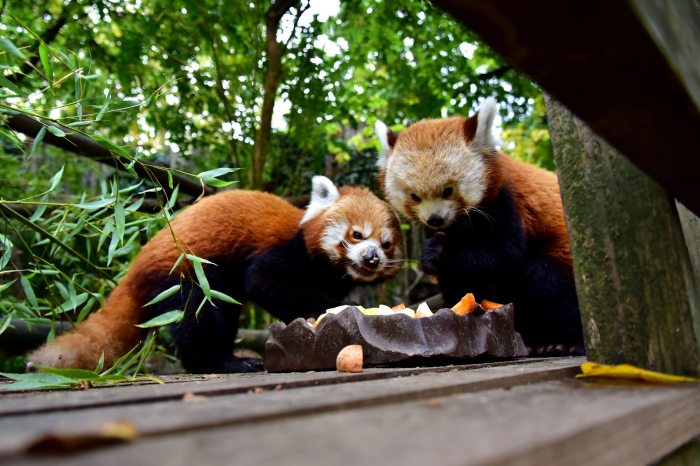 Kép: Császár Tamás