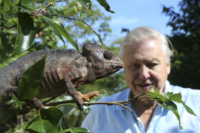 David Attenborough 