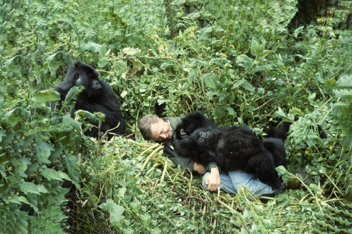 David Attenborough 