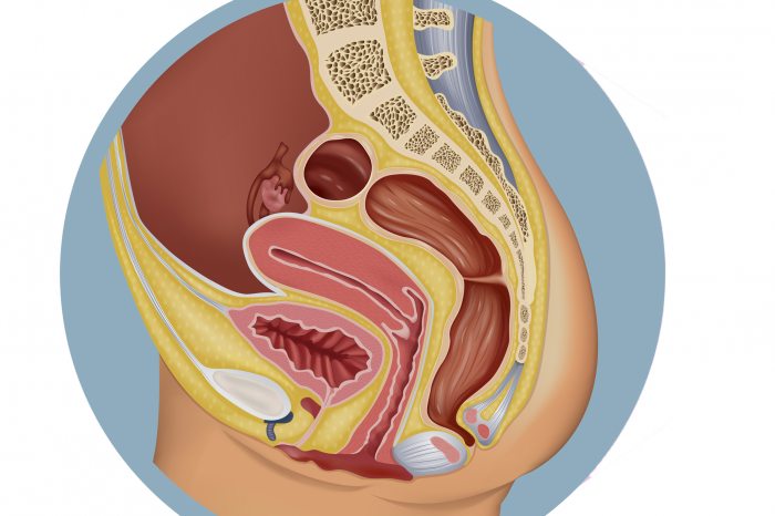 Kegel-gyakorlatok - A férfi vizelet inkontinencia kezelése Izmok az erekcióhoz
