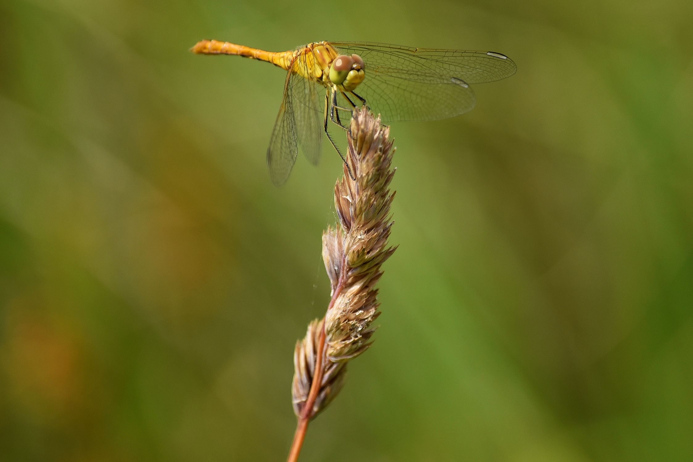 Fertő-Hanság Nemzeti Park élővilága