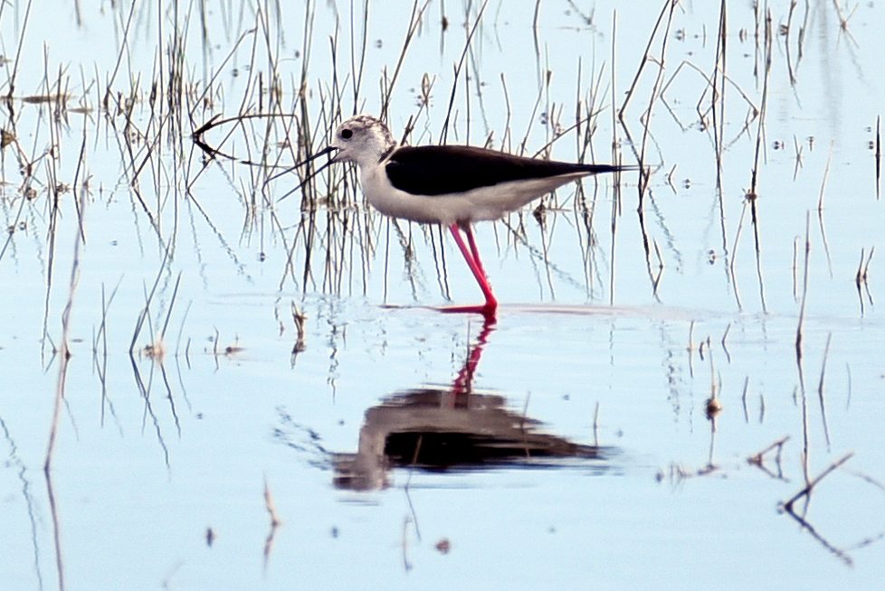 Fertő-Hanság Nemzeti Park gólyatöcs