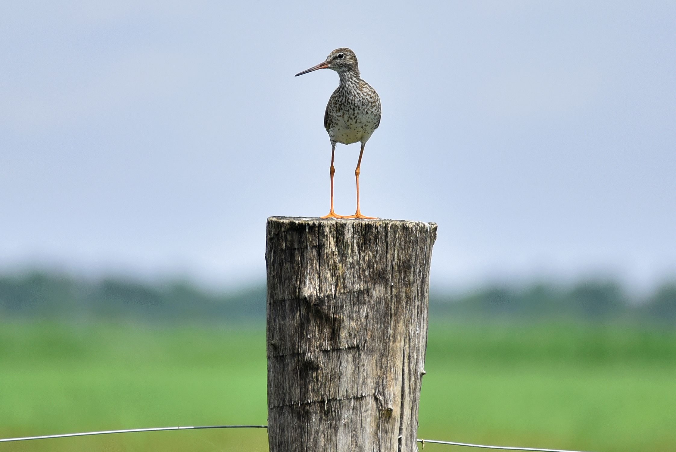 Fertő-Hanság Nemzeti Park madár