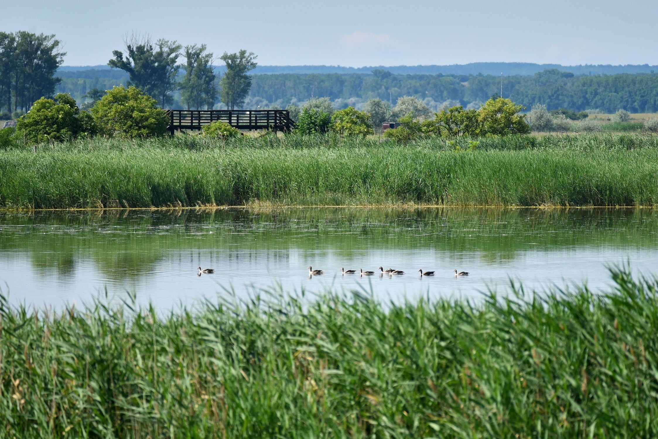Fertő-tó