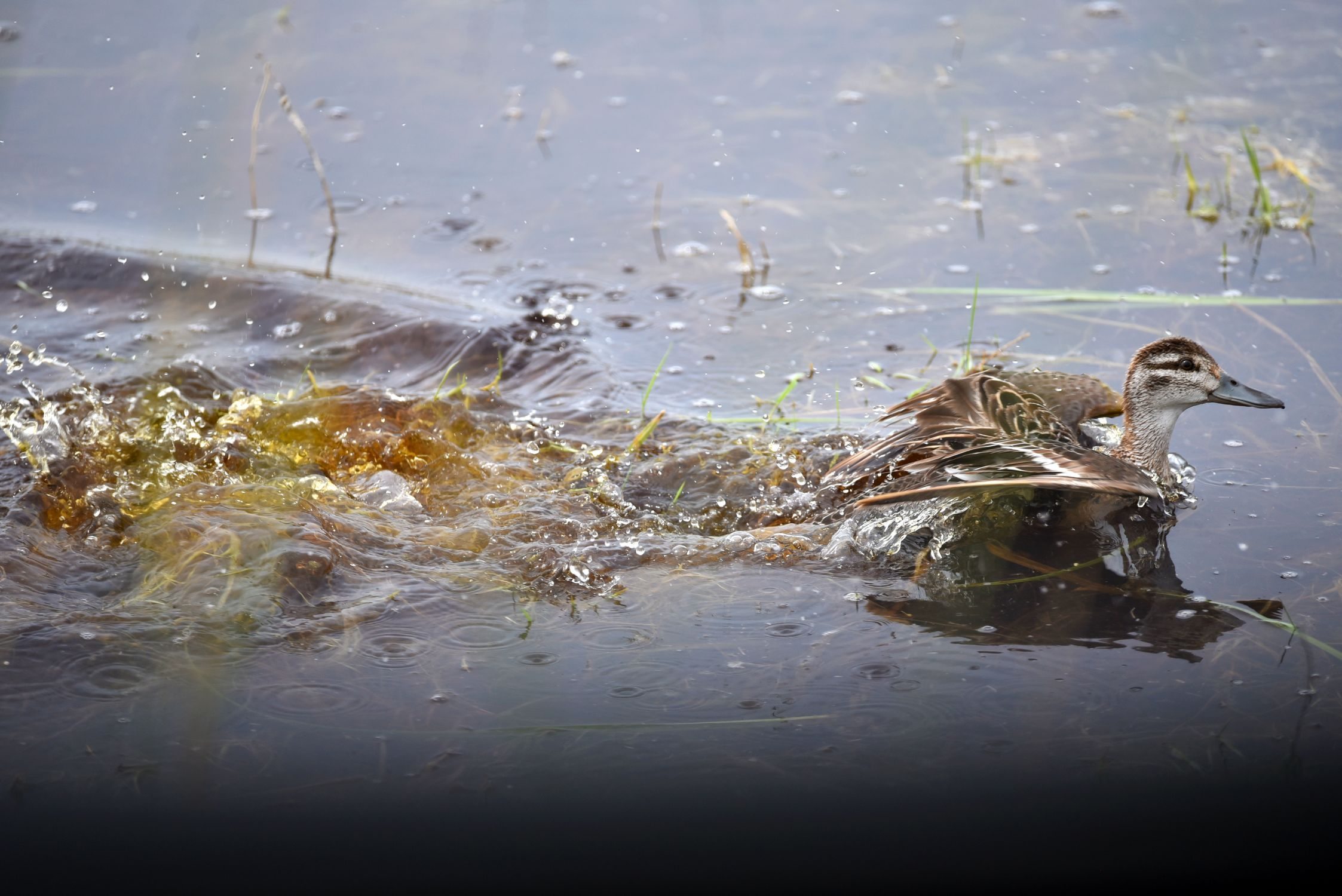 garganey