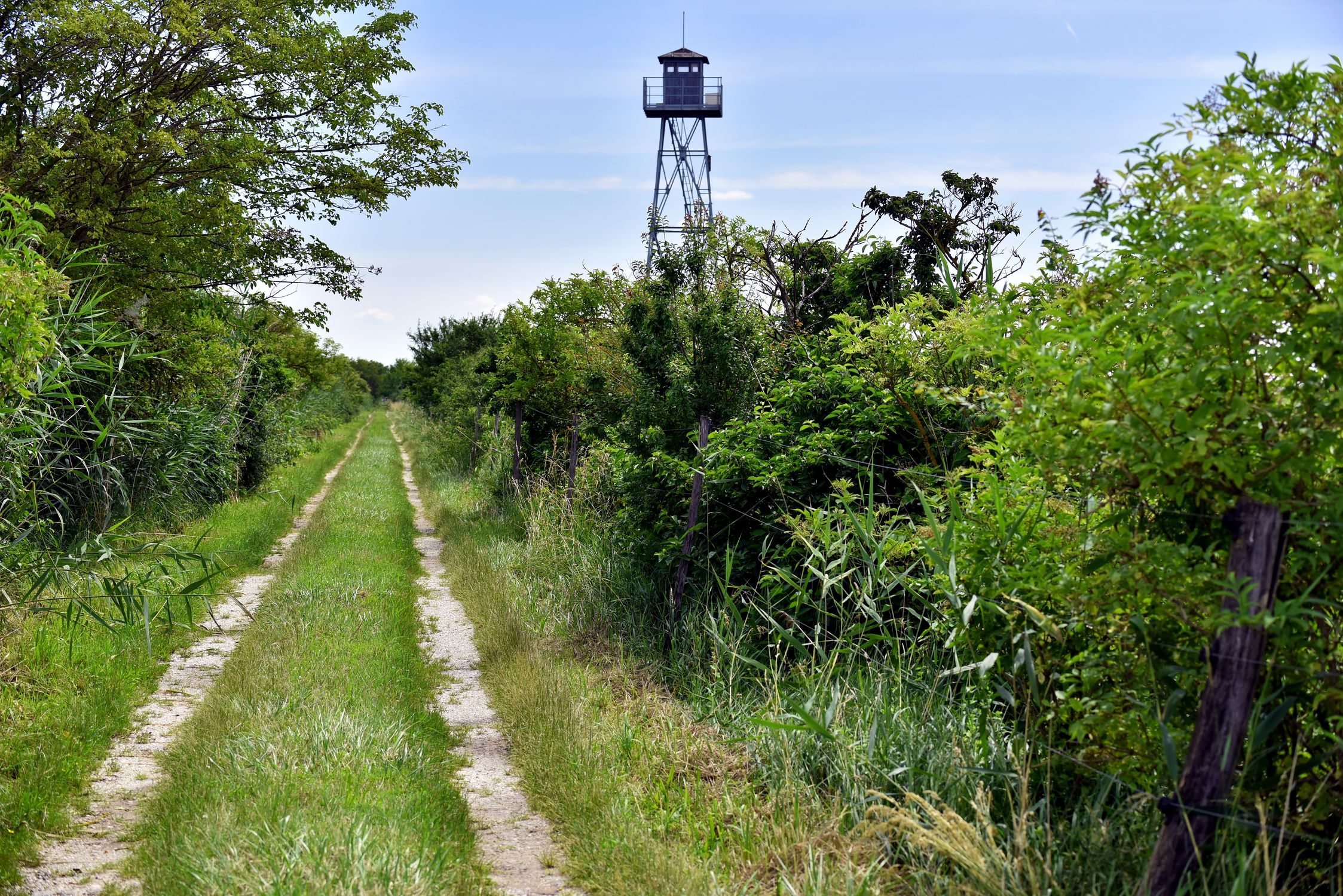 bird watch tower