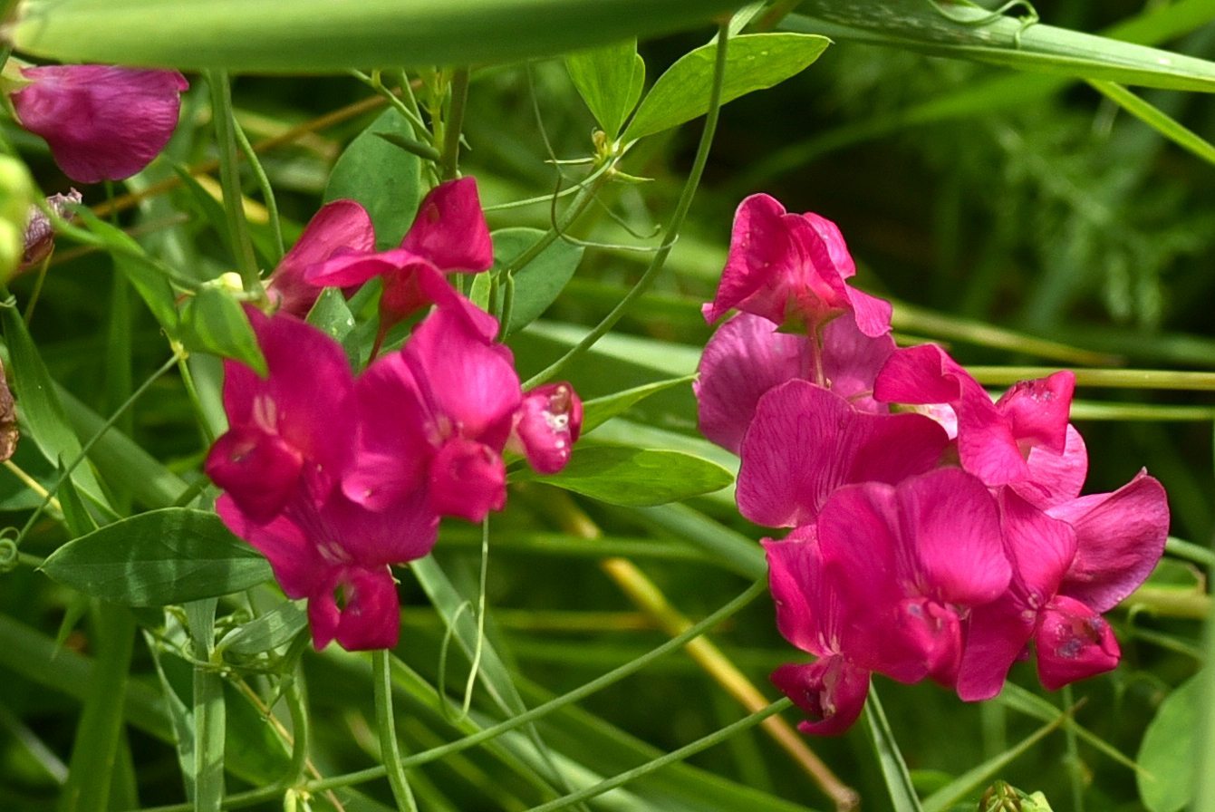 Bird vetch