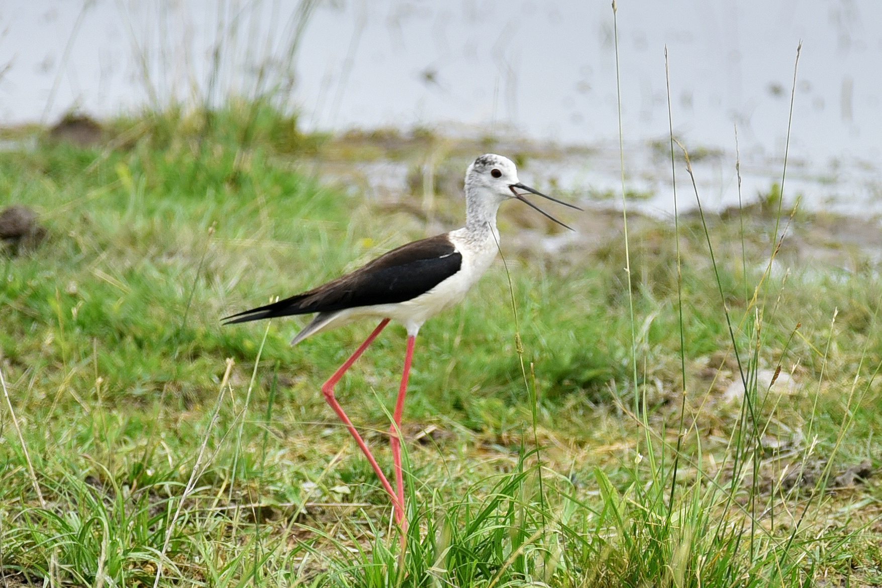 black-winged stilt