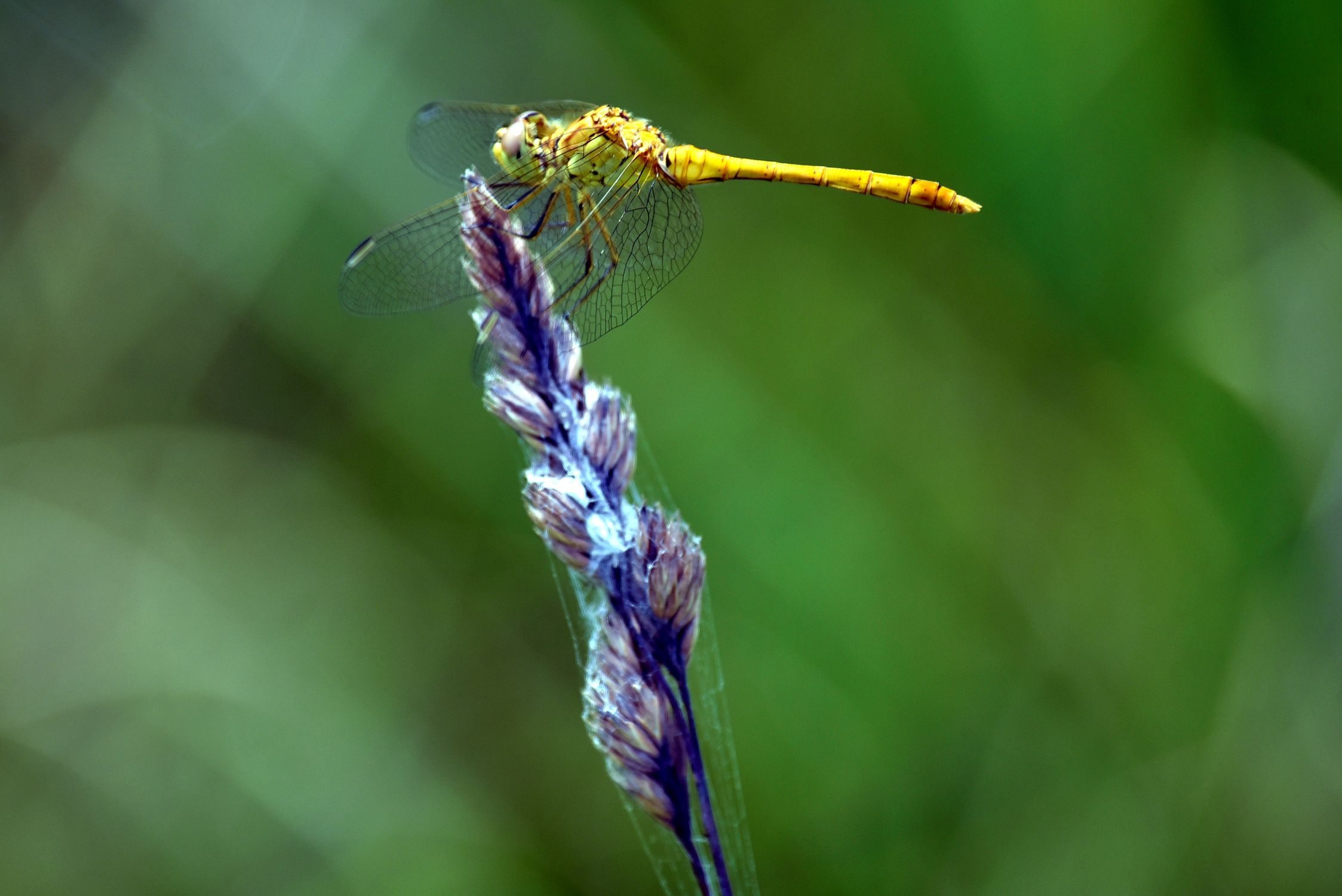 dragonfly