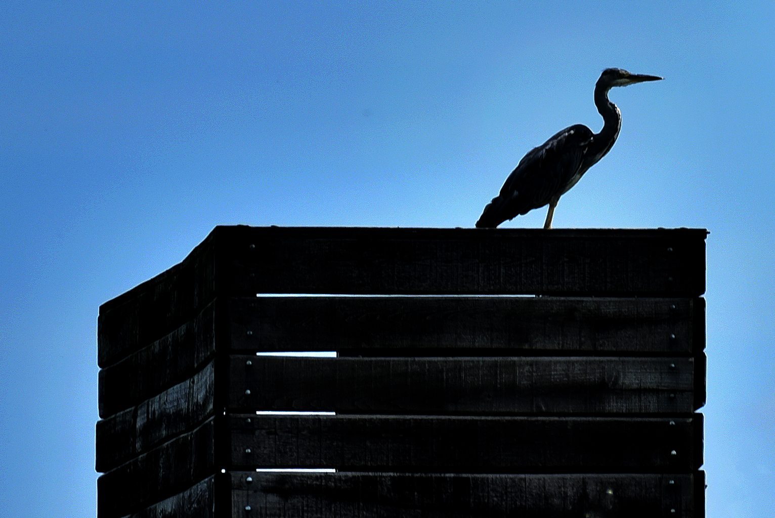 grey heron