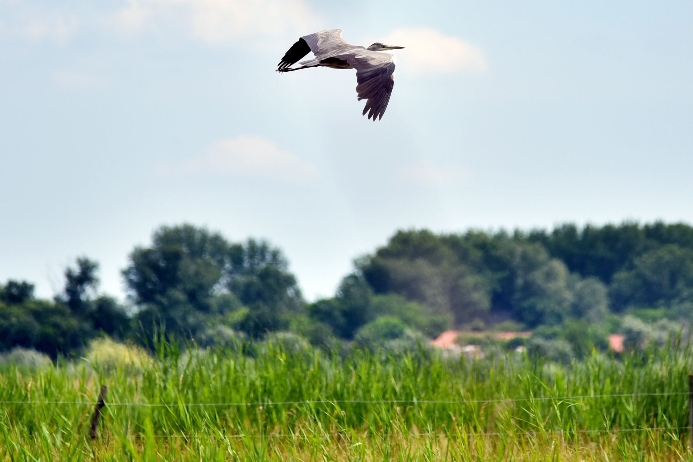 grey heron