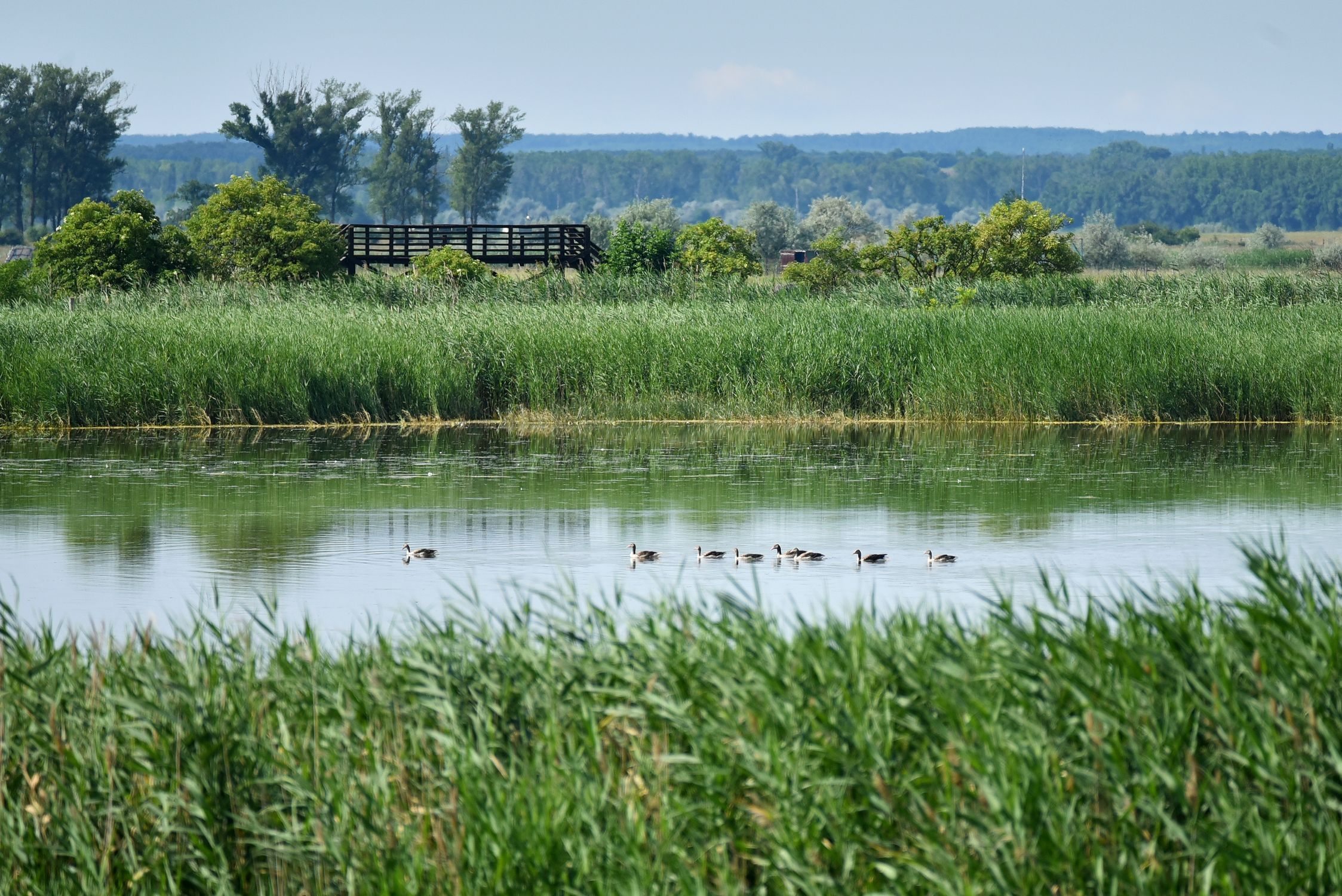 Fertő-Hanság National Park