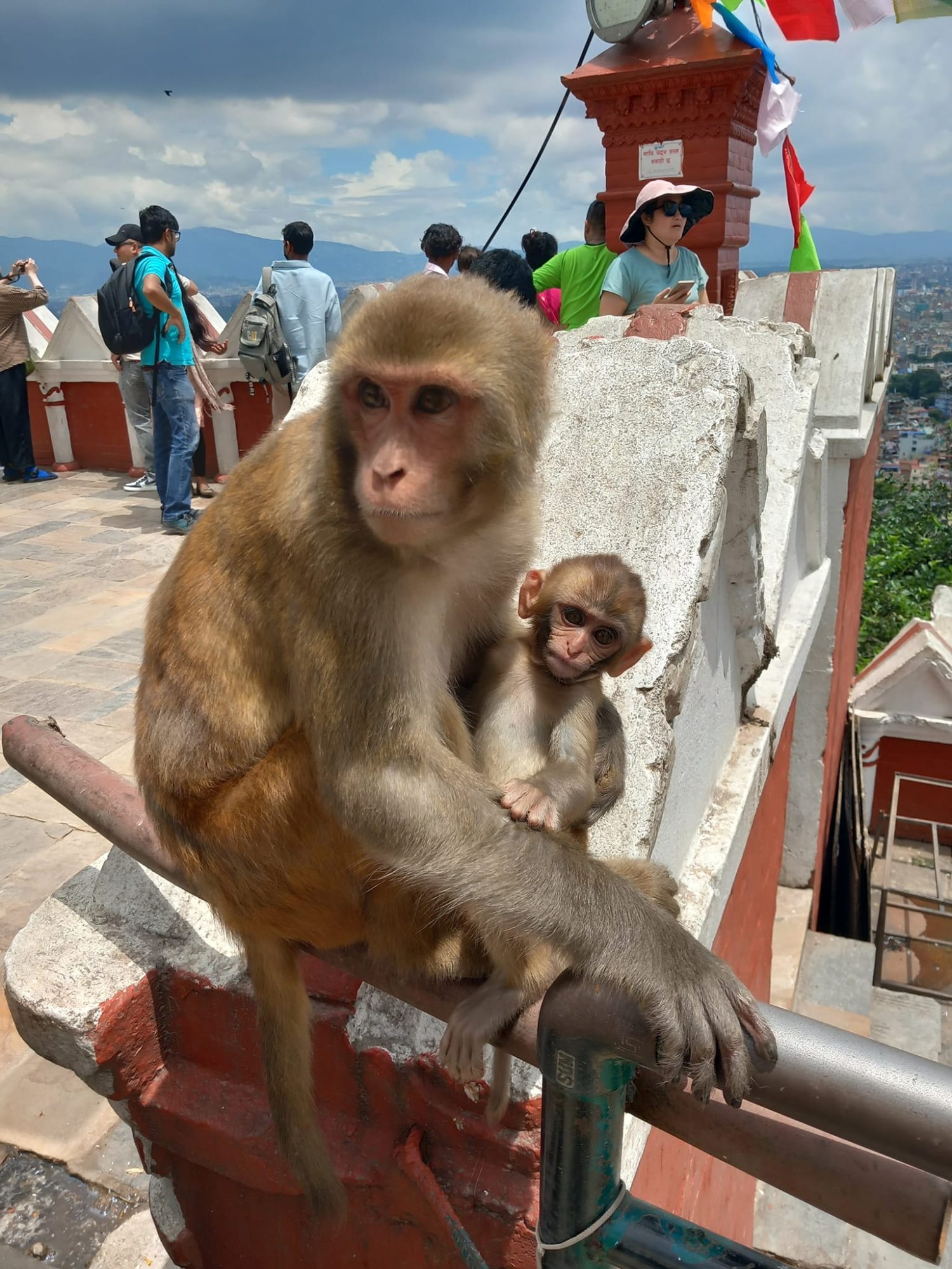Majmok a Mokey Temple tetején