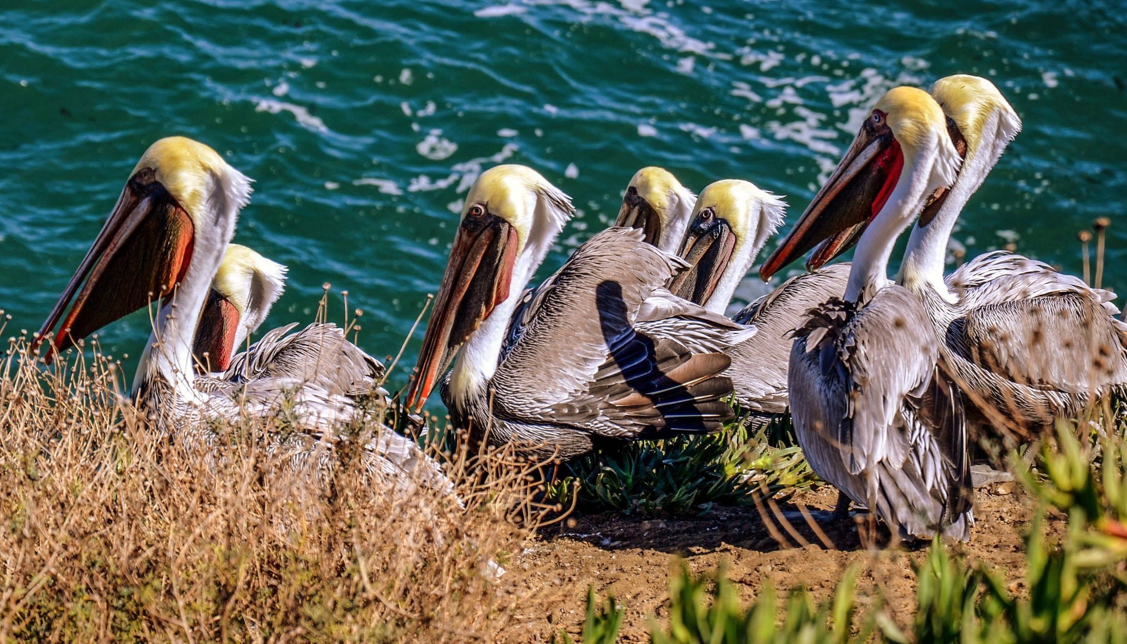 La Jolla madarak