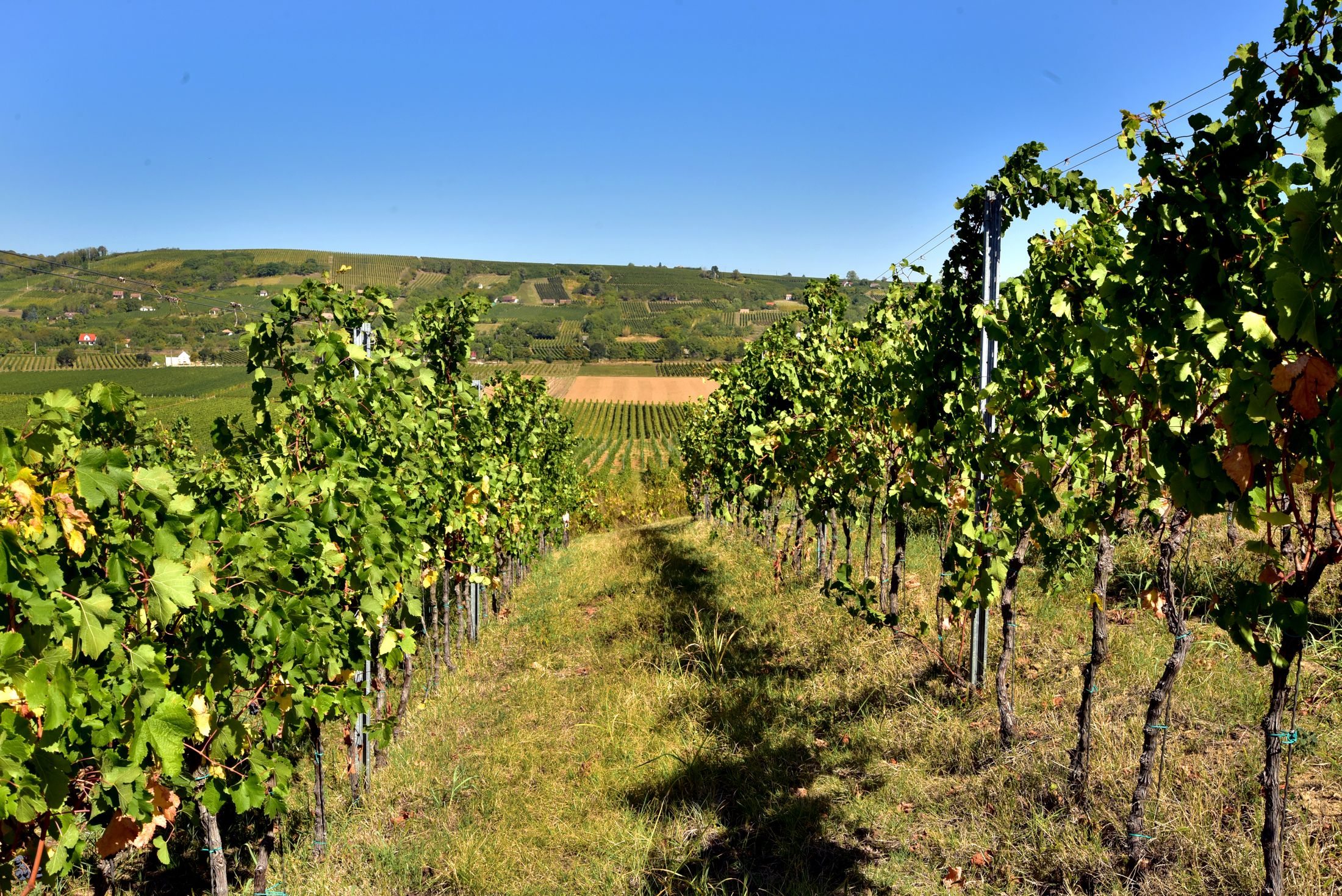szőlő szüret