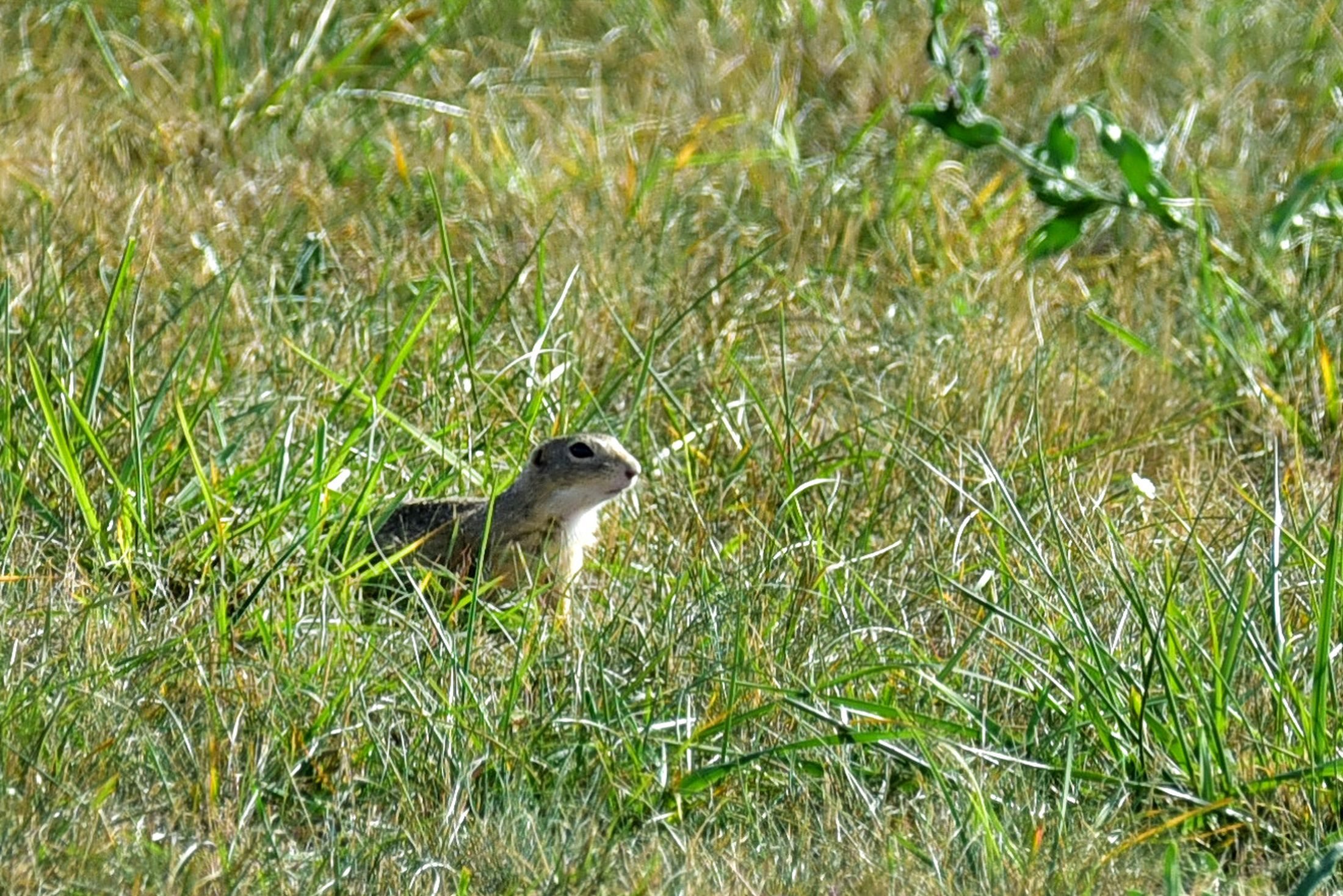 Ferihegy területén ürge